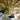 GUBI_w_light_blue_SICILIA121410220419.jpg