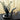 GUBI aspide table lamp two enlighten