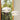 Fritz Hansen Clam Pendants open large and small
