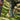 Brass outdoor conical pendant from a branch with a blurred natural background