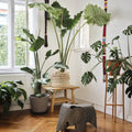 3981142_Eames Elephant PLywood grey_v_fullbleed_1440x.jpg