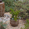 V3406 Large Earthgender Planter Two Enlighten 7.jpg