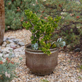 V3406 Large Earthgender Planter Two Enlighten 8.jpg