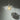 Poul Henningsen 'PH Septima' Pendant for Louis Poulsen two enlighten  