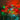 String of multicolored Christmas lights on a cardboard box background